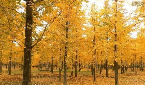 镇宅树就选“银杏”，一年四季景色各不同，结果开花价值高