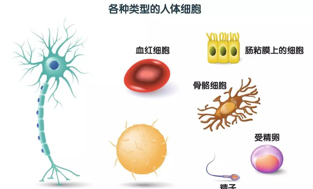 磷脂！影响我们从诞生到生命整个历程的健康，它是细胞最重要营养