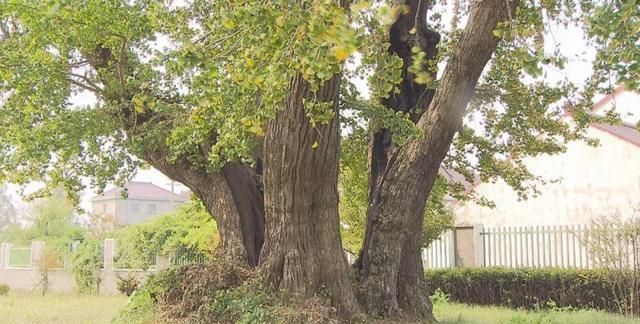 柘林镇新塘村1000多岁的古银杏树结出累累硕果，果实挂满枝头