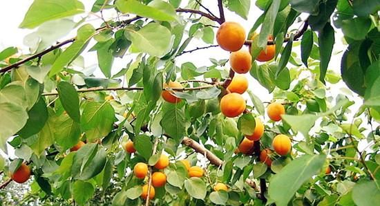 新疆水果的奇怪之处：吊在树上的杏，不烂不腐，不干不摘