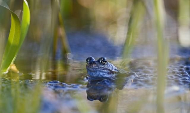 养殖青蛙冬眠前，给它洗个澡喂饱了，这样能够更加安全地度过冬眠