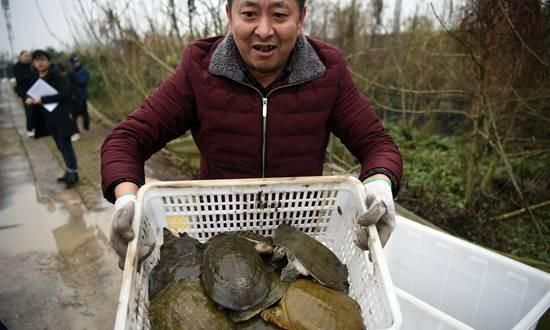 甲鱼的生活习性