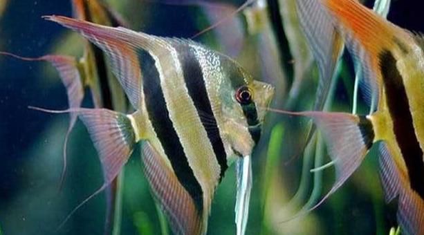常见热带鱼品种大全 热带鱼有哪些品种