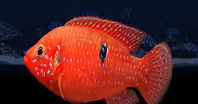 常见热带鱼品种大全 热带鱼有哪些品种