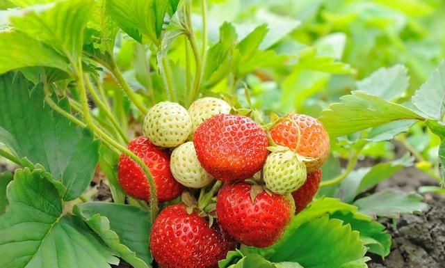 草莓控必看：盘点各种美味的草莓，看看你吃过几种了