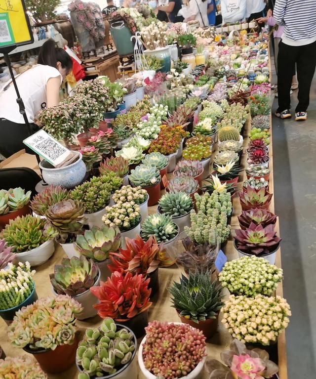 亚洲最大的花卉交易市场——昆明斗南