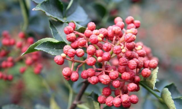 怎样才能种植出好花椒？花椒怎样采种、播种、育苗、定干？