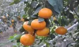 柑橘新优品种（系）优缺点解析及育种发展方向