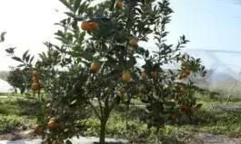 柑橘新优品种（系）优缺点解析及育种发展方向