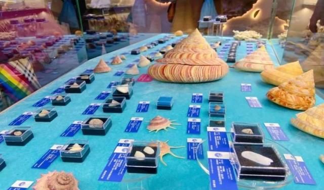 来深圳这个展，看中国四大海域的上千种贝壳