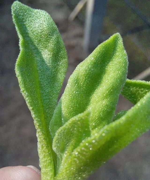 阳台蔬菜 | 冰菜也可以尝试，超详细技术分享~