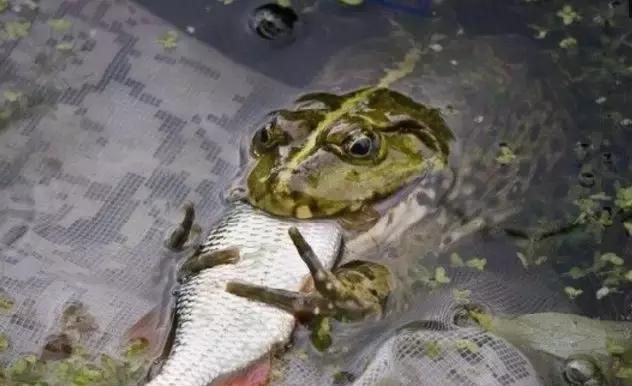 青蛙是吃虫子能手，但偶尔也吃吃鱼类换下口味