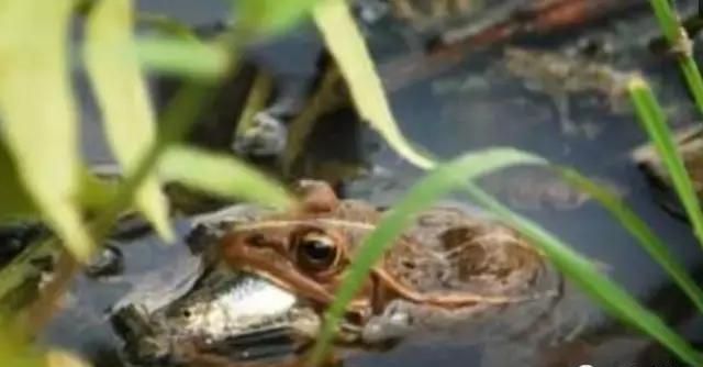 青蛙是吃虫子能手，但偶尔也吃吃鱼类换下口味
