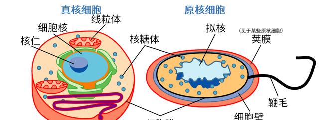 细菌是植物还是动物？“界”竟然还不是生物分类中的最高级？