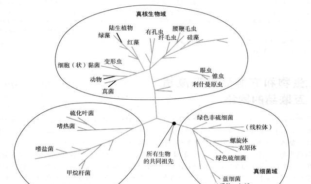 细菌是植物还是动物？“界”竟然还不是生物分类中的最高级？