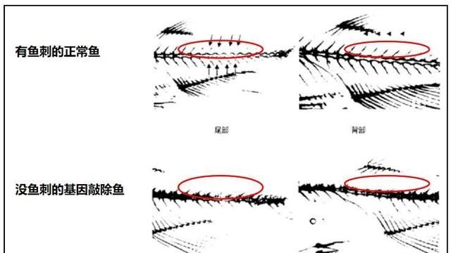 什么是无刺鱼？这种鲫鱼，居然没鱼刺！