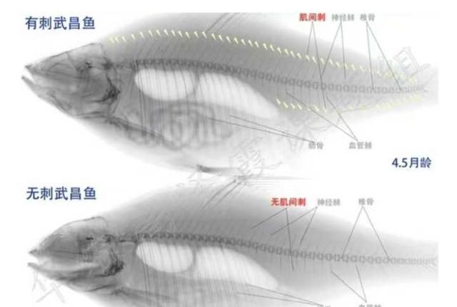 什么是无刺鱼？这种鲫鱼，居然没鱼刺！