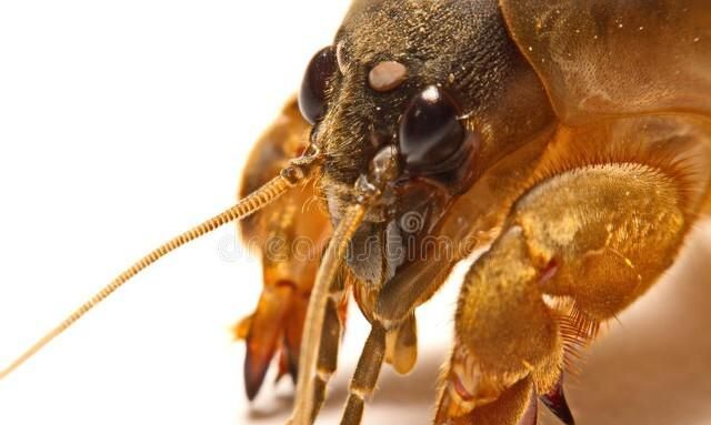 蟋蟀的“耳朵”为什么长在脚上，蟋蟀为什么要不停的鸣叫？