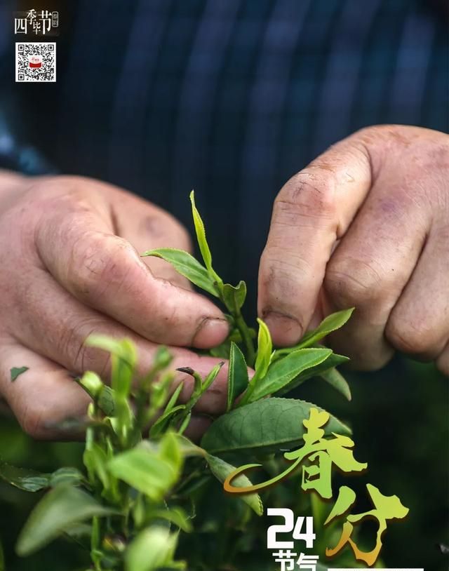 四季毕节·春韵丨春暖花开时，不负春光不负卿