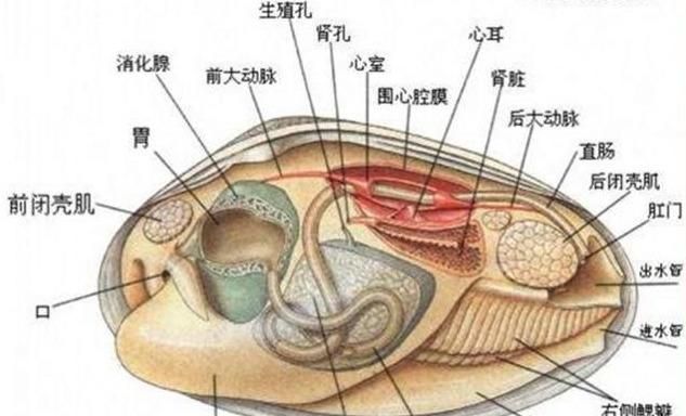 给扇贝、牡蛎投喂饲料？微粒饲料或将颠覆传统贝类养殖模式