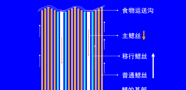 给扇贝、牡蛎投喂饲料？微粒饲料或将颠覆传统贝类养殖模式