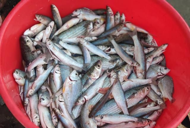 正值丰收季，这鱼5元一斤，价格低廉且营养高，读书的孩子要多吃