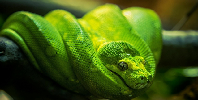 十大绿色蛇类，它们是否有毒？又会对我们造成什么危险呢？