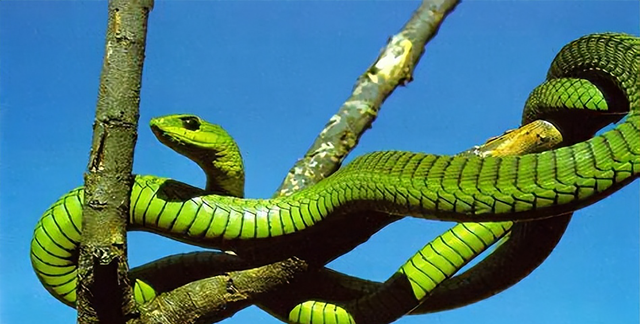 十大绿色蛇类，它们是否有毒？又会对我们造成什么危险呢？
