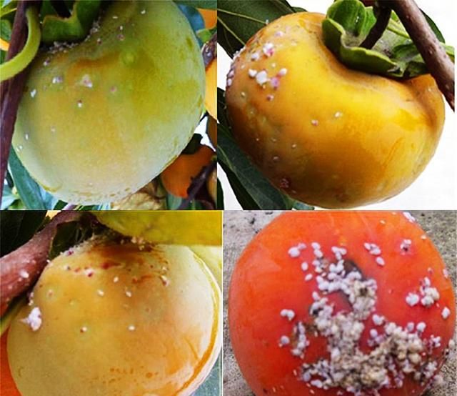 柿子上白色粉状物，为柿棉蚧危害，3个原因造成爆发，如何防治？