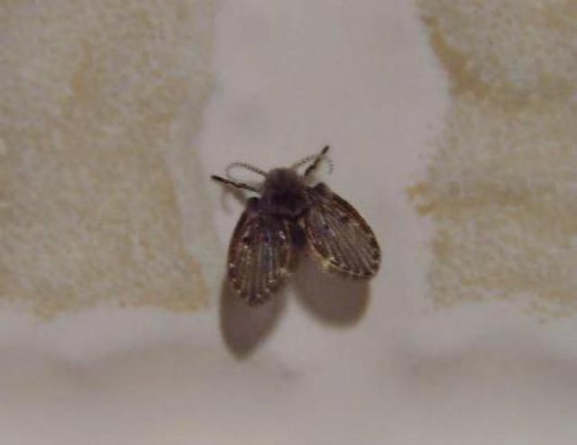 厕所里的双翅膀小黑虫是啥东东？用杀虫剂都杀不死
