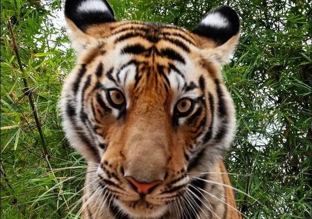 老虎是色盲，马能看到自己的后背，动物眼里的世界到底是怎样的？