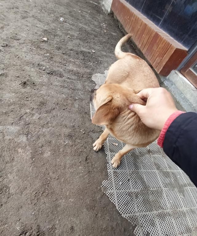 专业知识：在见面的一瞬间，如何让村里陌生的小黄狗成为你的朋友