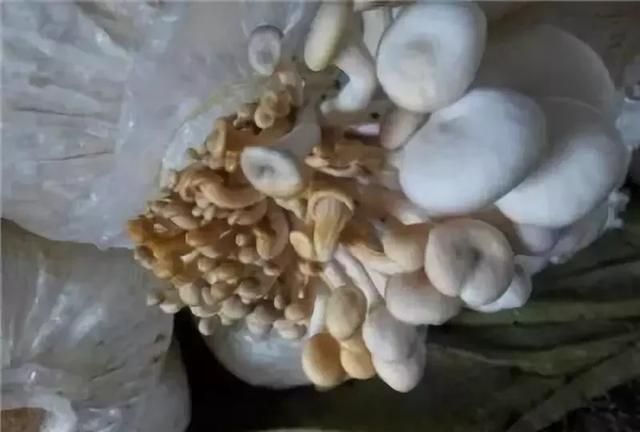 平菇黄菇病发生与防治