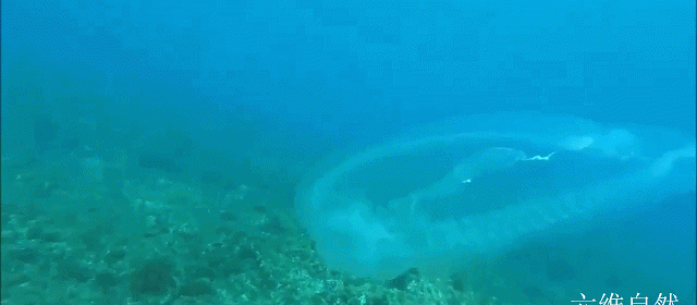 马耳他海域发现一条似透明的鱼，实际并不是鱼类，而是一种樽海鞘