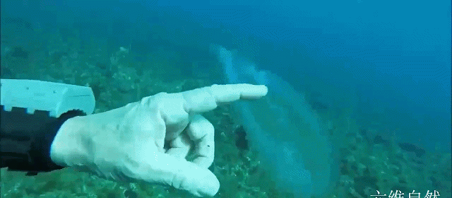 马耳他海域发现一条似透明的鱼，实际并不是鱼类，而是一种樽海鞘