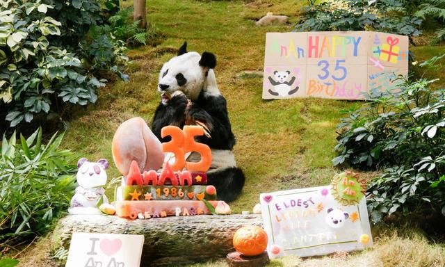 全球最长寿雄性大熊猫安安在香港海洋公园离世