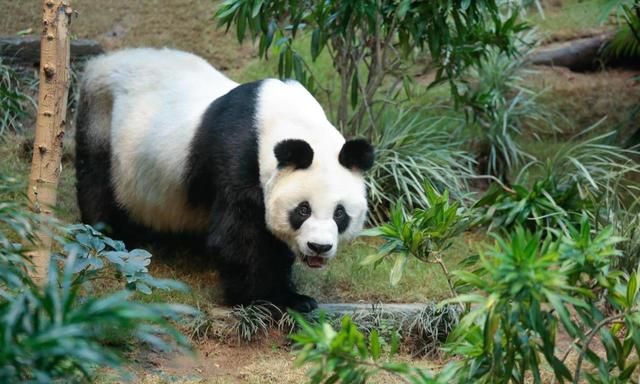 全球最长寿雄性大熊猫安安在香港海洋公园离世