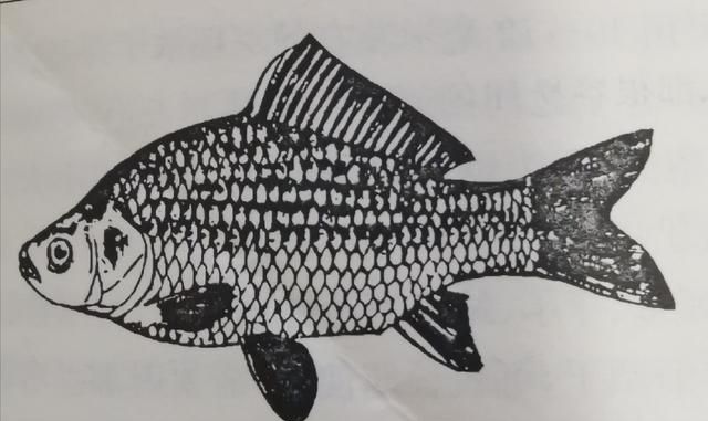 钓鱼科普小知识：认识鱼体结构及各部位功能