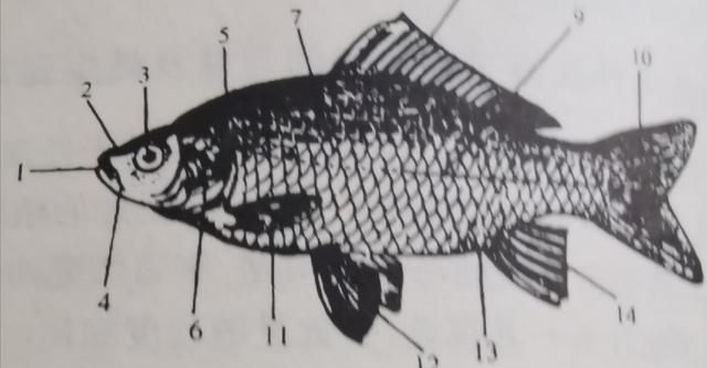 钓鱼科普小知识：认识鱼体结构及各部位功能