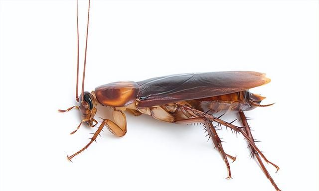 胶饵防治蟑螂效果虽好，但也要掌握正确的使用方法