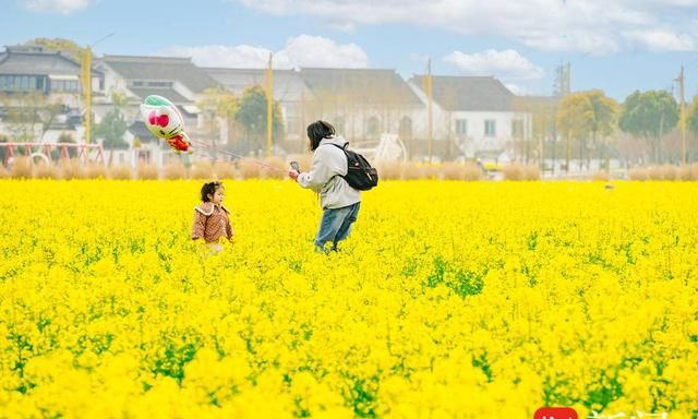 【直播预告】扬眼主播邀您云游新时代的“人间天堂”常熟市沙家浜镇芦荡村，“e”起来赏油菜花海