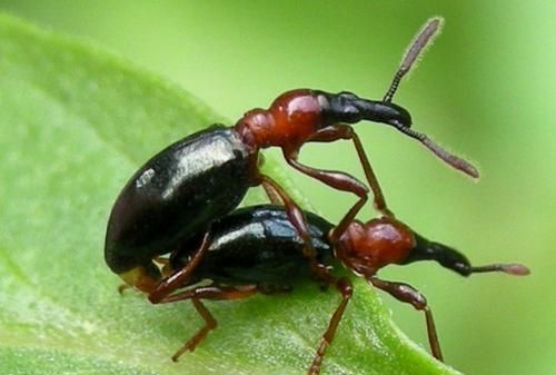 红薯病虫害早知道——蚁象甲，不仅在生长期为害，储藏期也有害