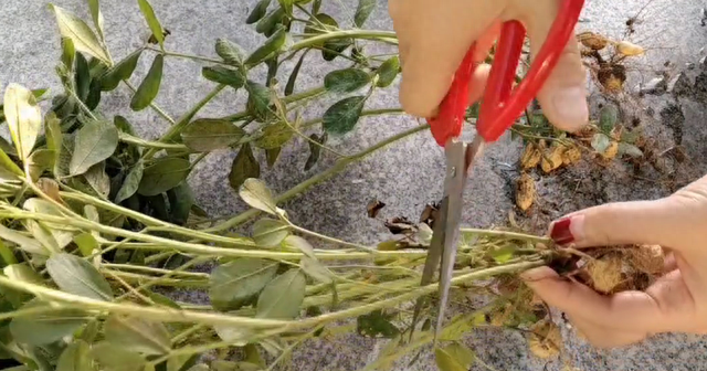 花生根煮水厉害了，没想到价值这么高，可惜知道的人太少，快看