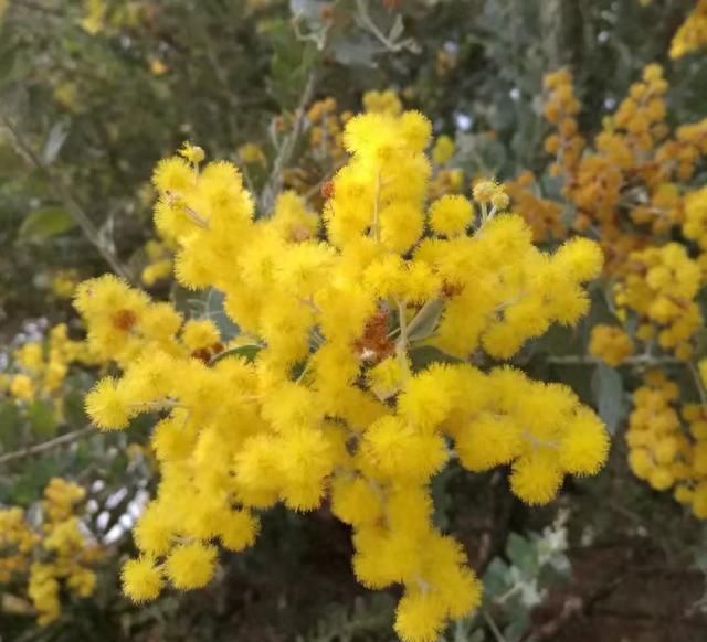 广州最大的花卉批发市场在哪？芳村的岭南花卉批发市场等着你。