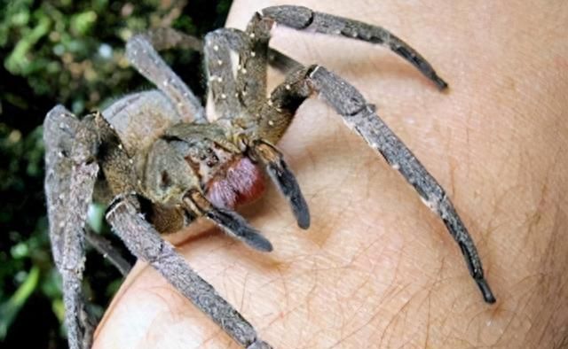 蜘蛛里的毒王，交配后吃配偶，毒素引发男性3小时的“生理反应”
