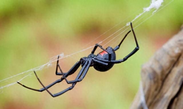 蜘蛛里的毒王，交配后吃配偶，毒素引发男性3小时的“生理反应”