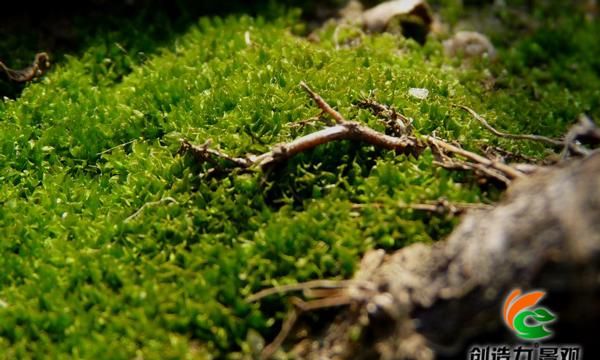 庭院里的苔藓，该如何栽植与养护？