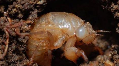 知了猴幼虫蛰伏在地下时以什么为食？为何蚂蚁不吃它？