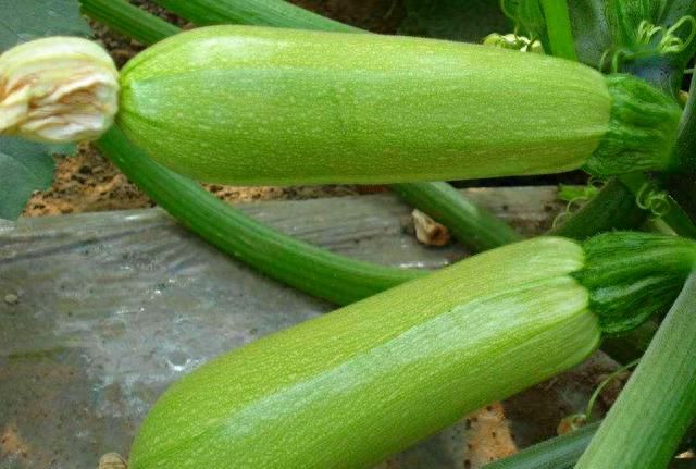 夏天包饺子，白菜韭菜靠边站！这2种馅儿鲜嫩又多汁，家人都爱吃