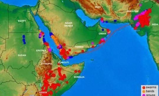 4000亿只非洲蝗虫入侵南亚威胁中国？专家解答了